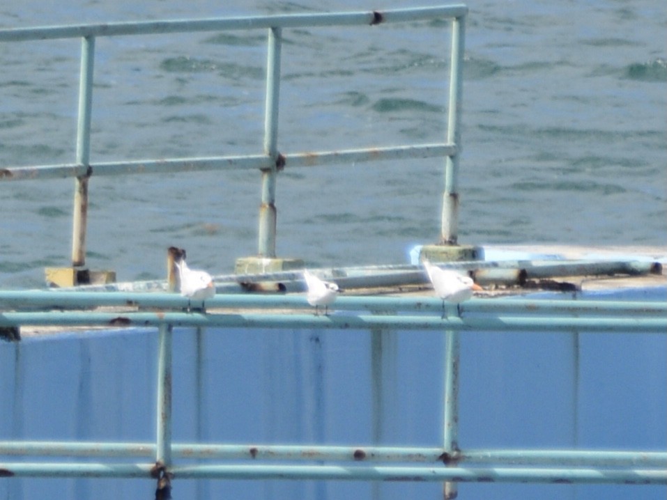 splitterne - ML646714295