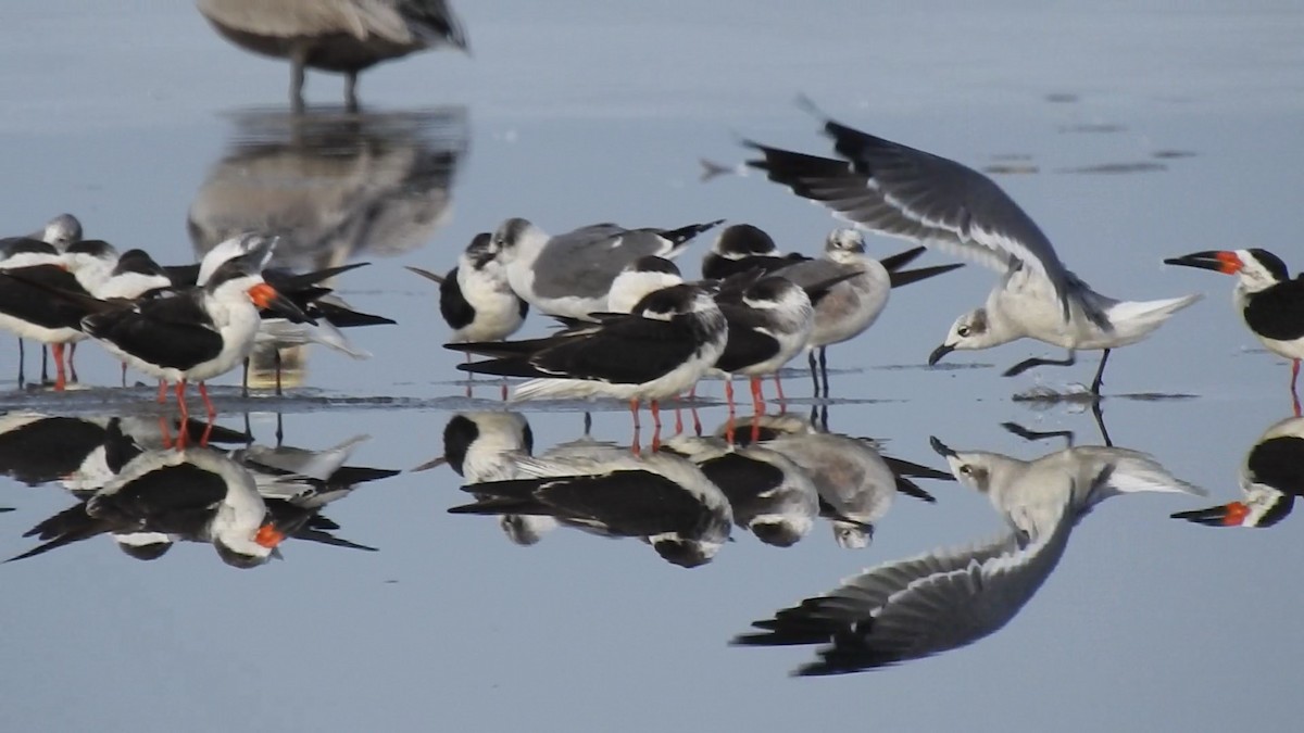 Gabbiano sghignazzante - ML646714296