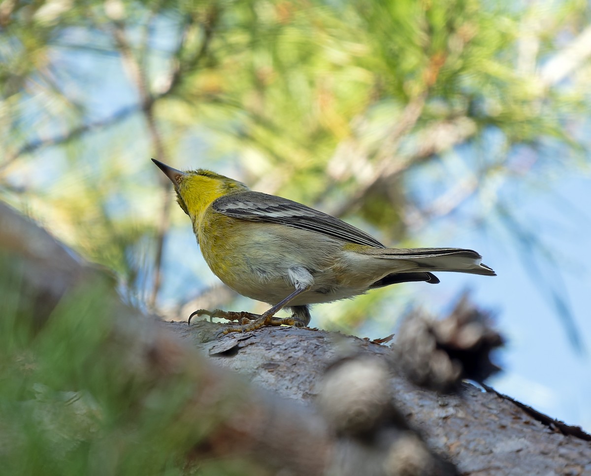 Pine Warbler - ML646714297