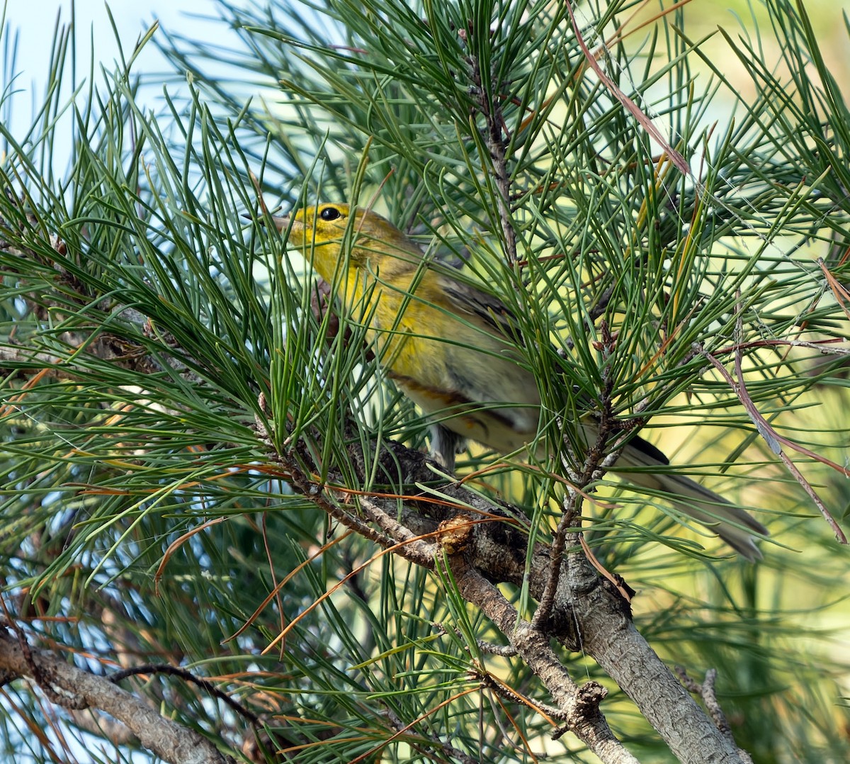 Pine Warbler - ML646714300