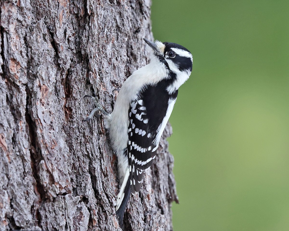 Пушистый дятел - ML646714301