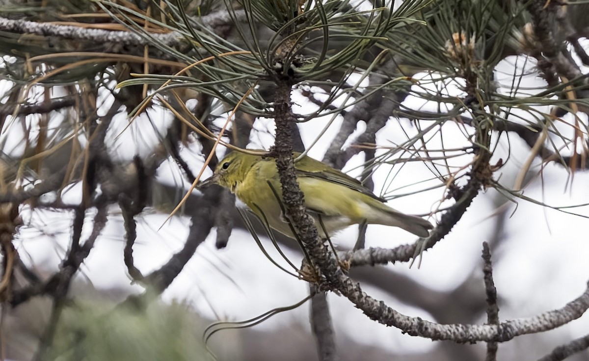 Tennessee Warbler - ML646714302