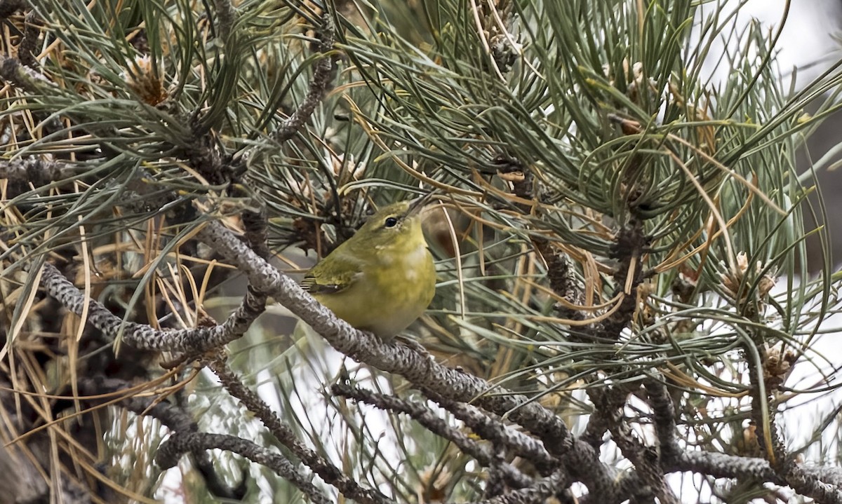 Tennessee Warbler - ML646714303