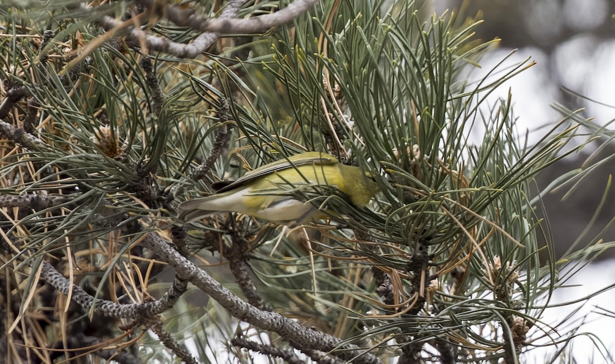 Tennessee Warbler - ML646714304