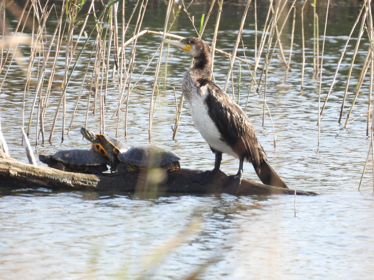 Great Cormorant - ML646714305
