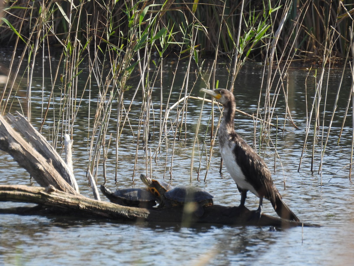 Great Cormorant - ML646714312