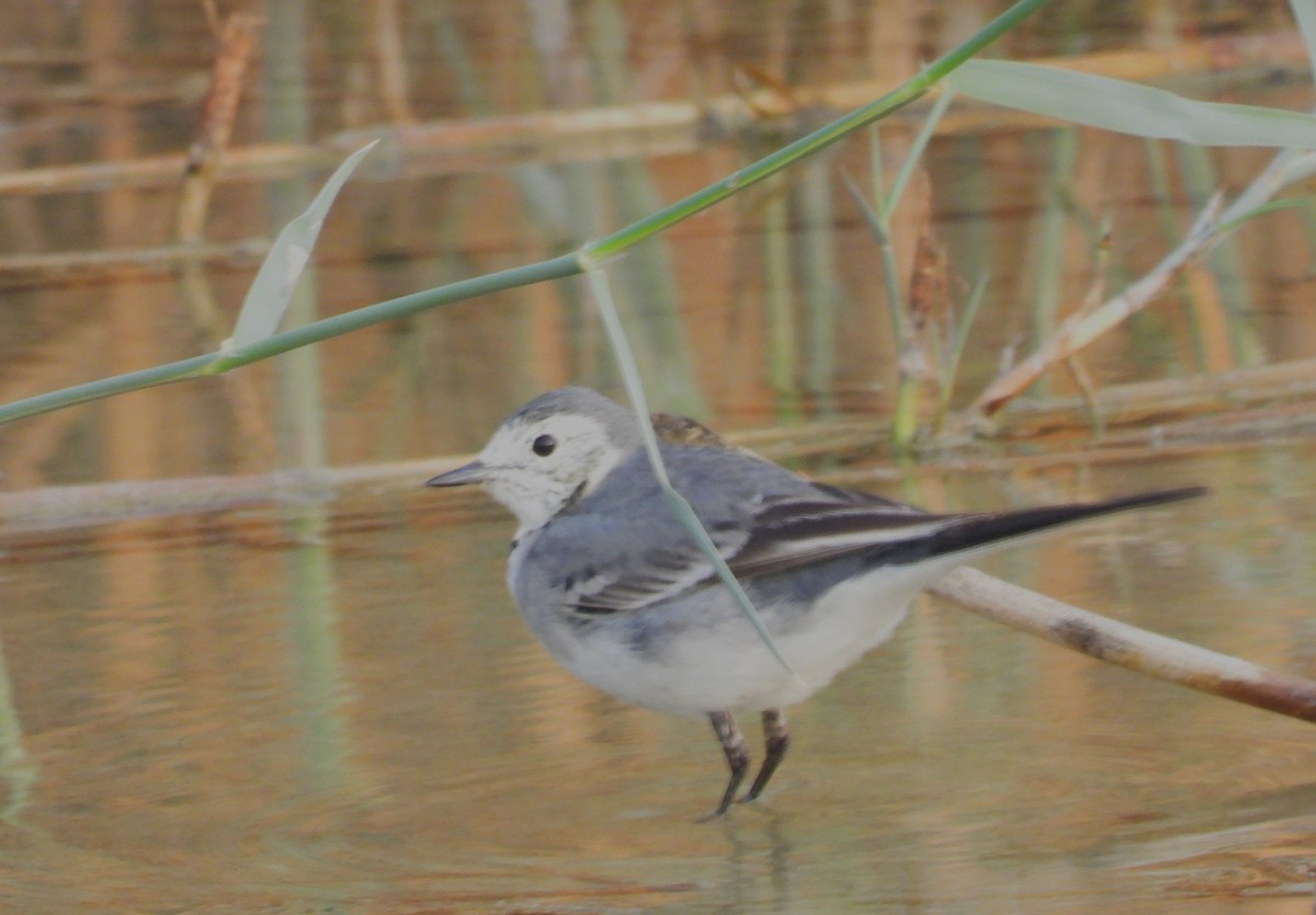 White Wagtail - ML646714314