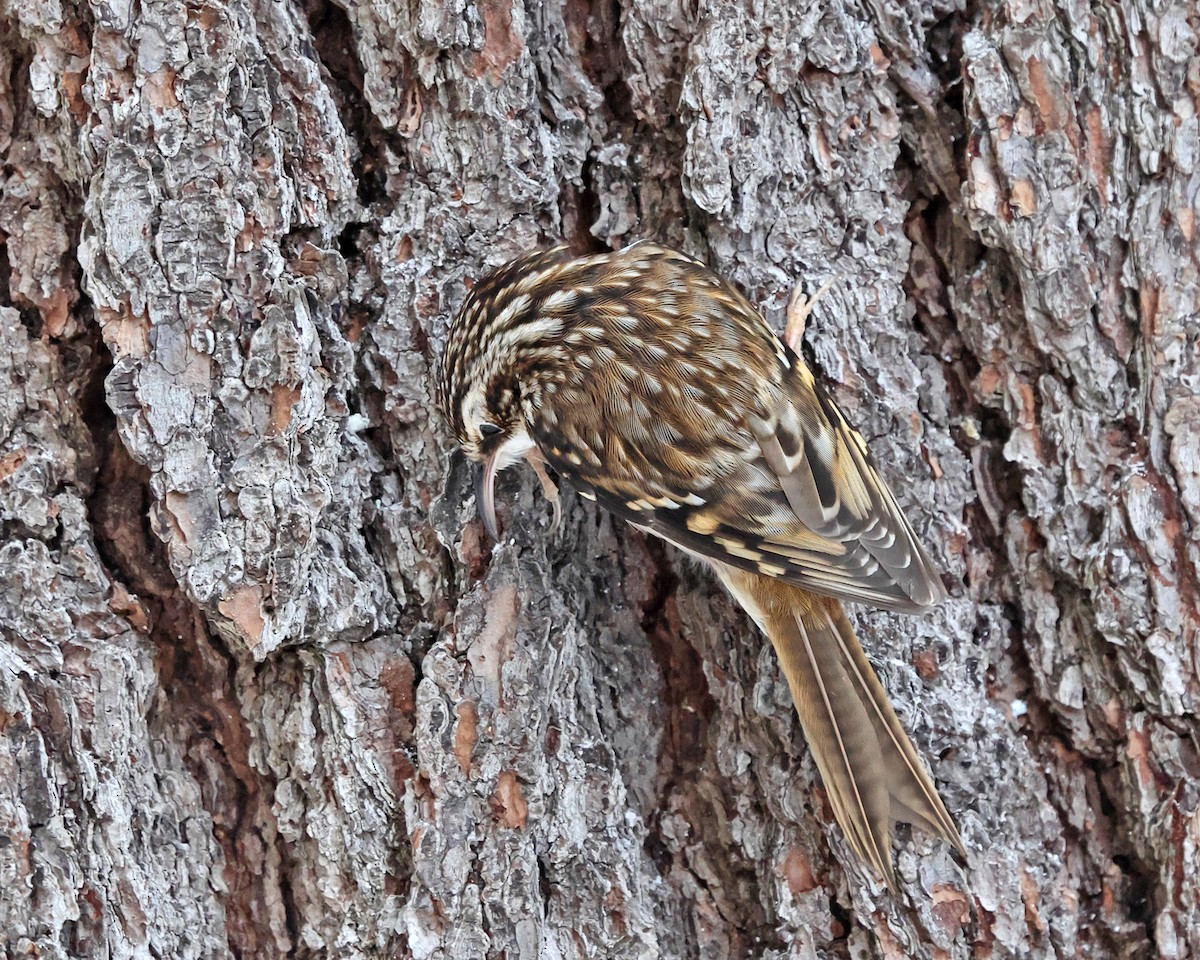 Американская пищуха - ML646714315