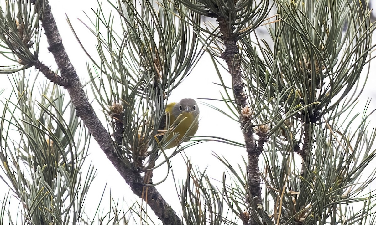 Nashville Warbler - ML646714316