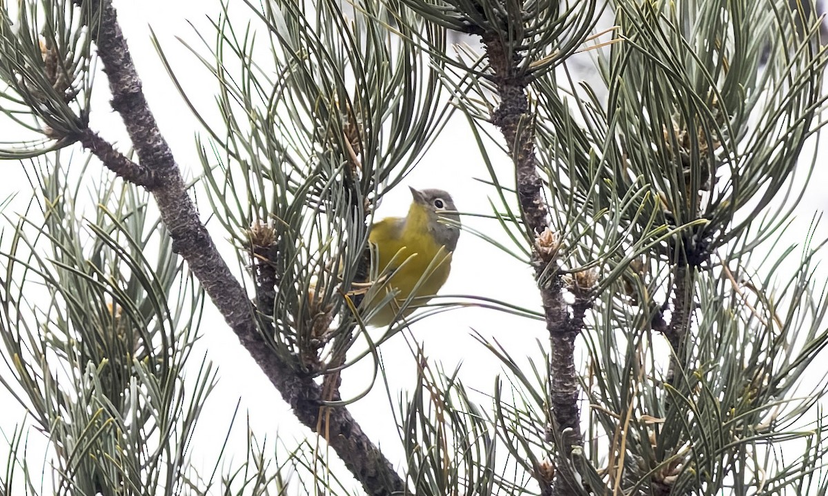 Nashville Warbler - ML646714317