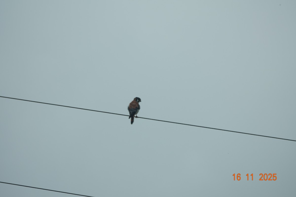 American Kestrel - ML646714318