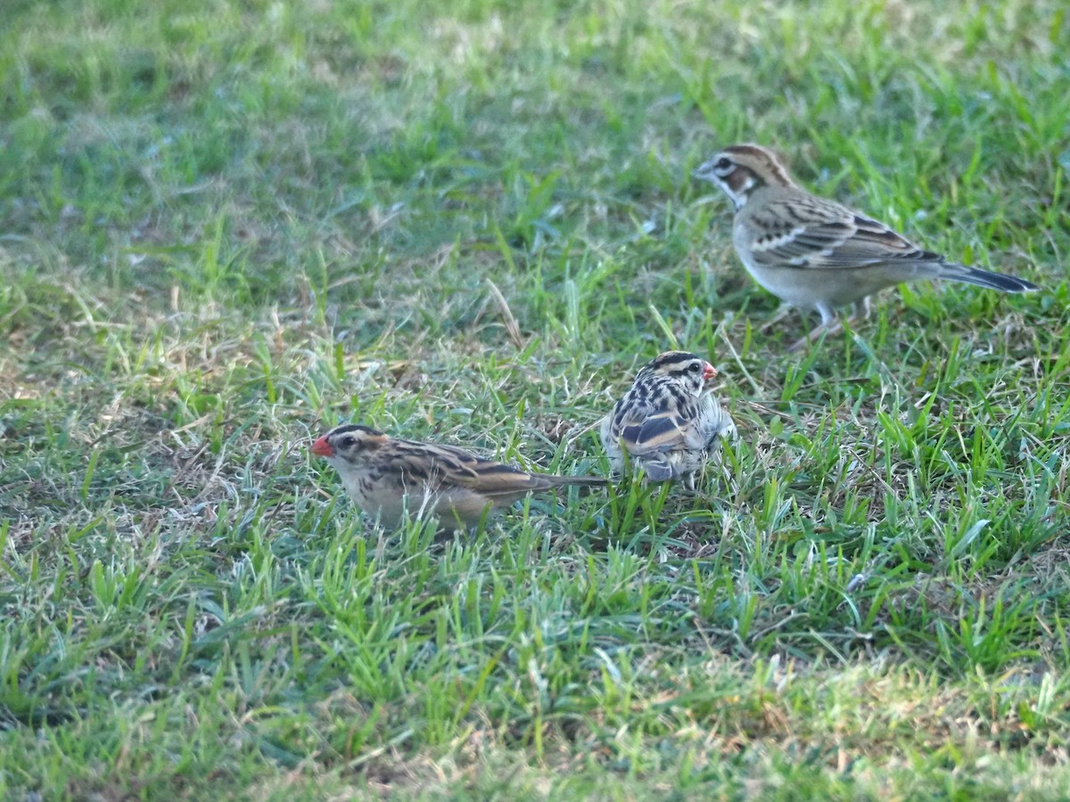 Pin-tailed Whydah - ML646714319
