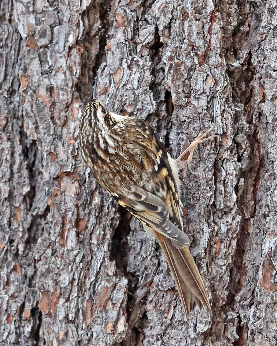 Американская пищуха - ML646714320