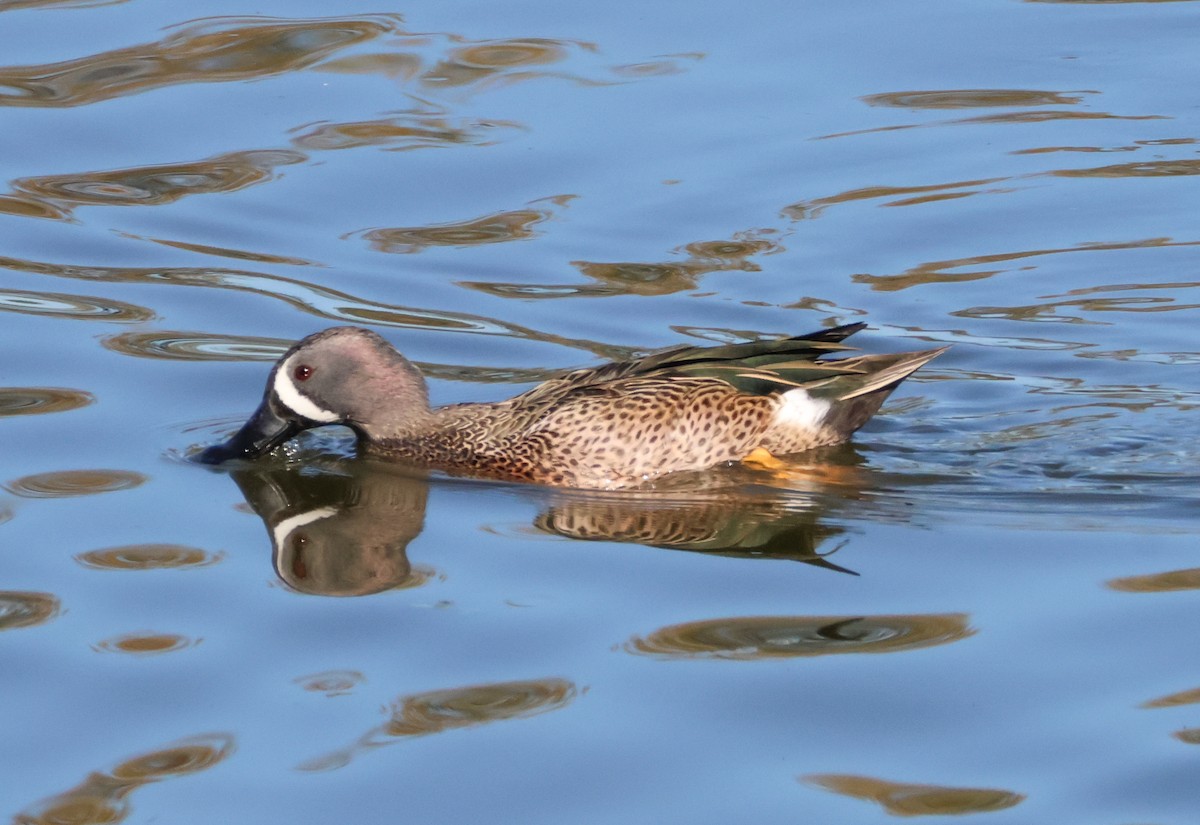 Zertzeta hegalurdina - ML646714321