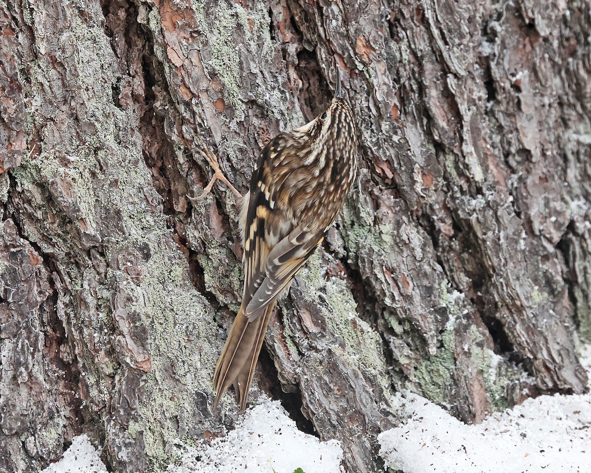 Американская пищуха - ML646714322