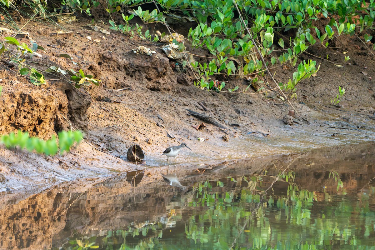 Перевозчик - ML646714324