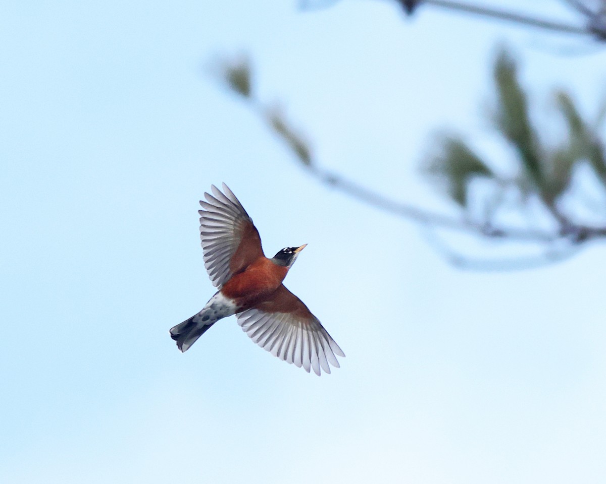 Странствующий дрозд - ML646714328