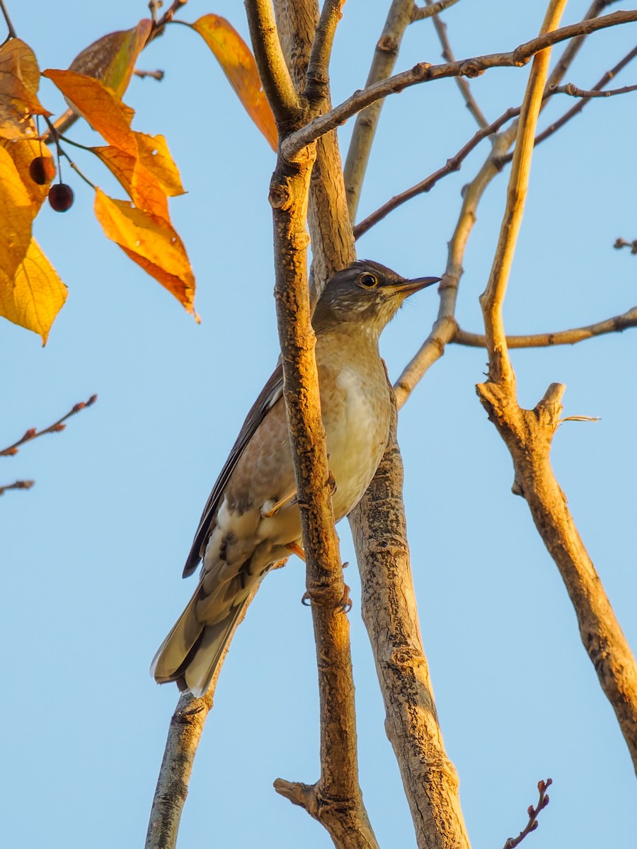 Pale Thrush - ML646714340