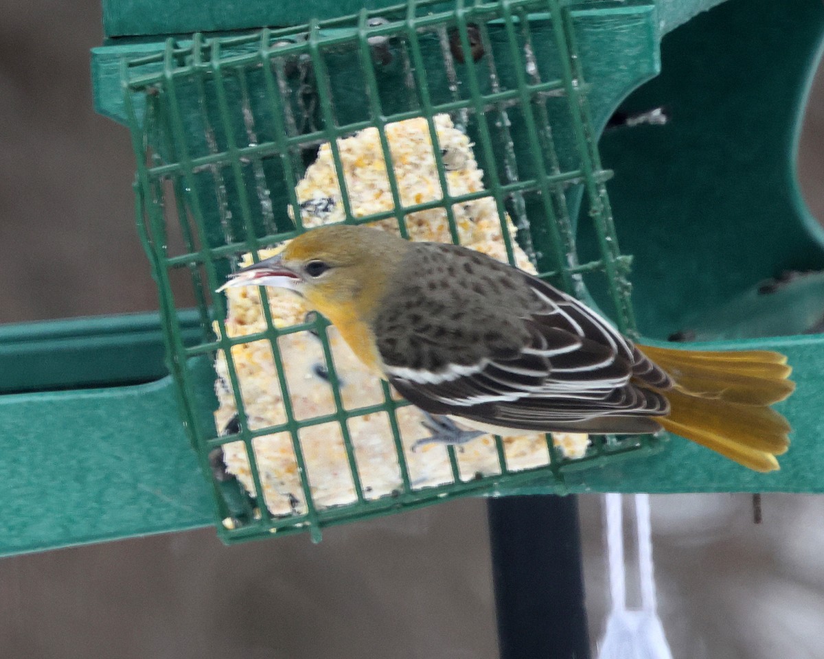 Балтиморский трупиал - ML646714342