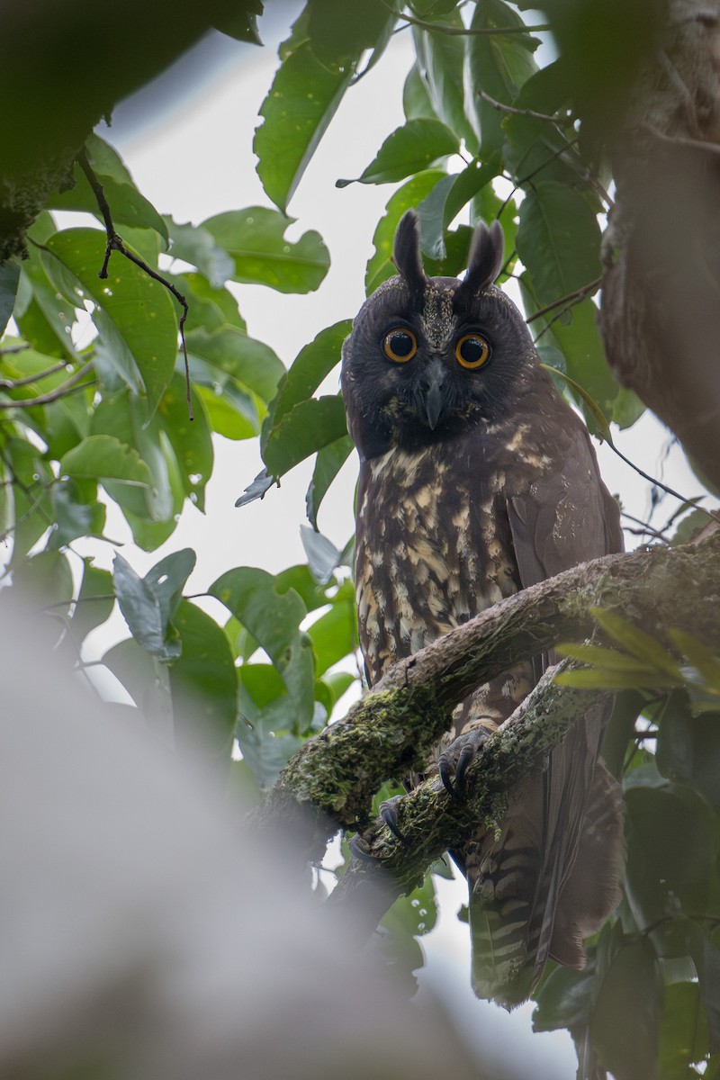 Stygian Owl - ML646714343