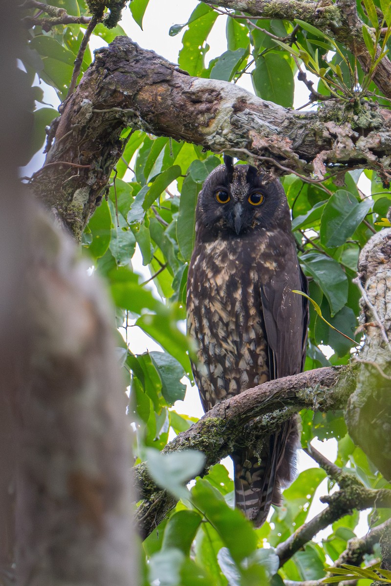 Stygian Owl - ML646714344