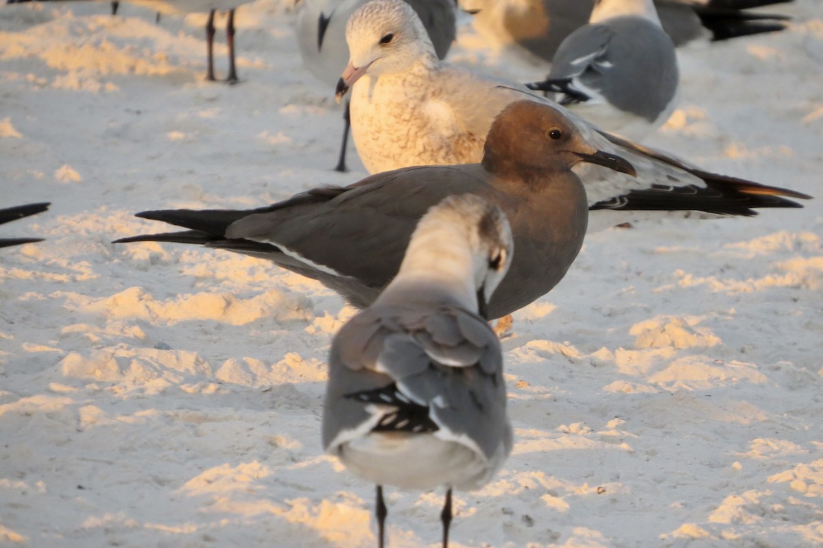 Gray Gull - ML646714345