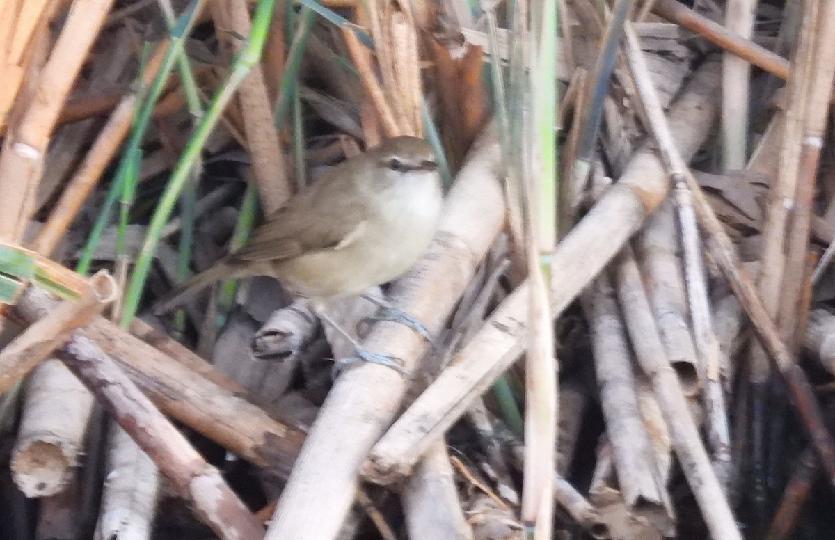 Clamorous Reed Warbler - ML646714346