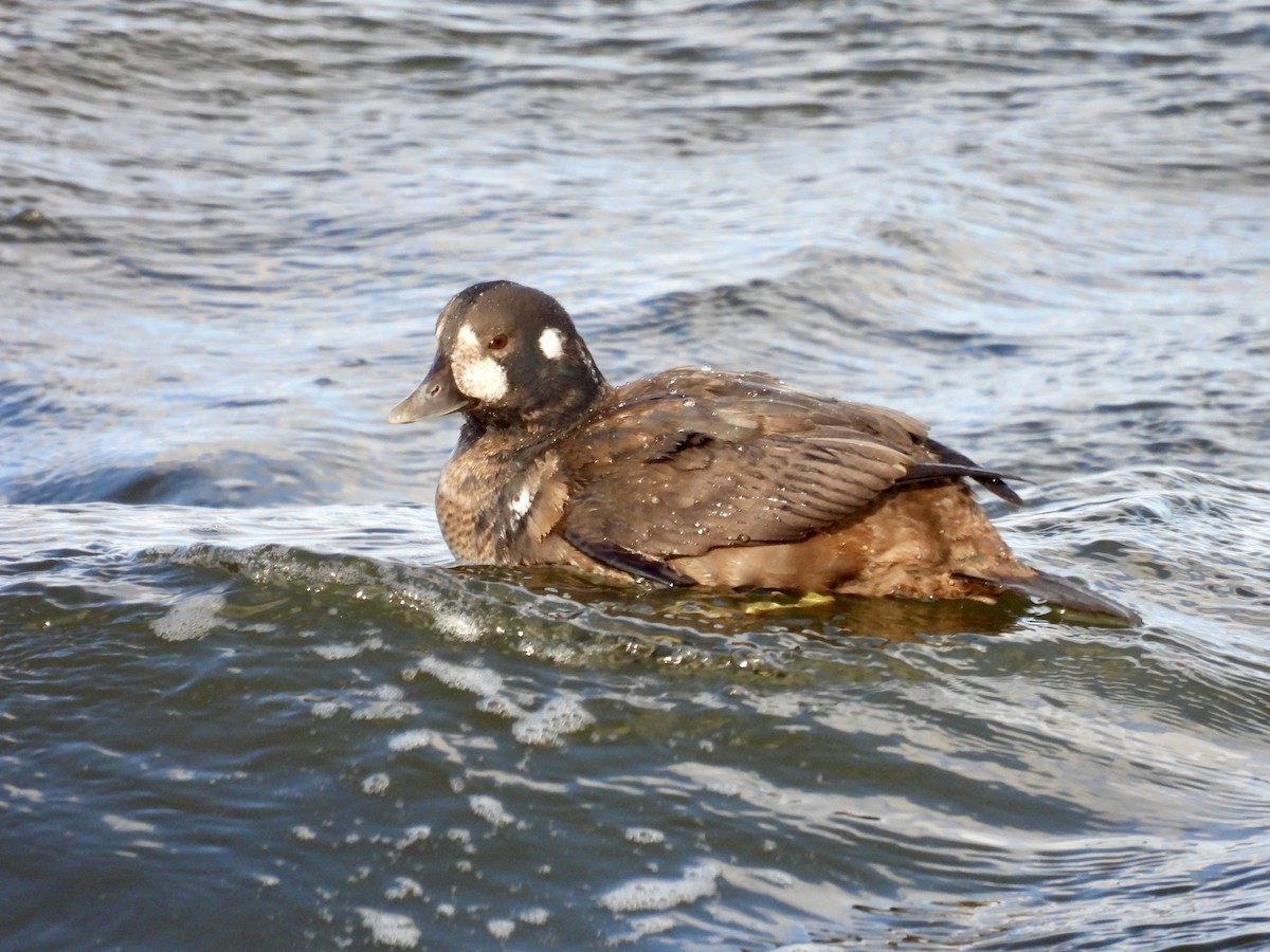 Harlequin Duck - ML646714347