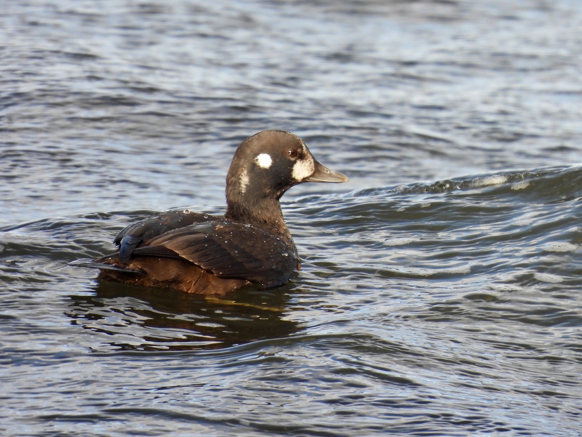 Harlequin Duck - ML646714348