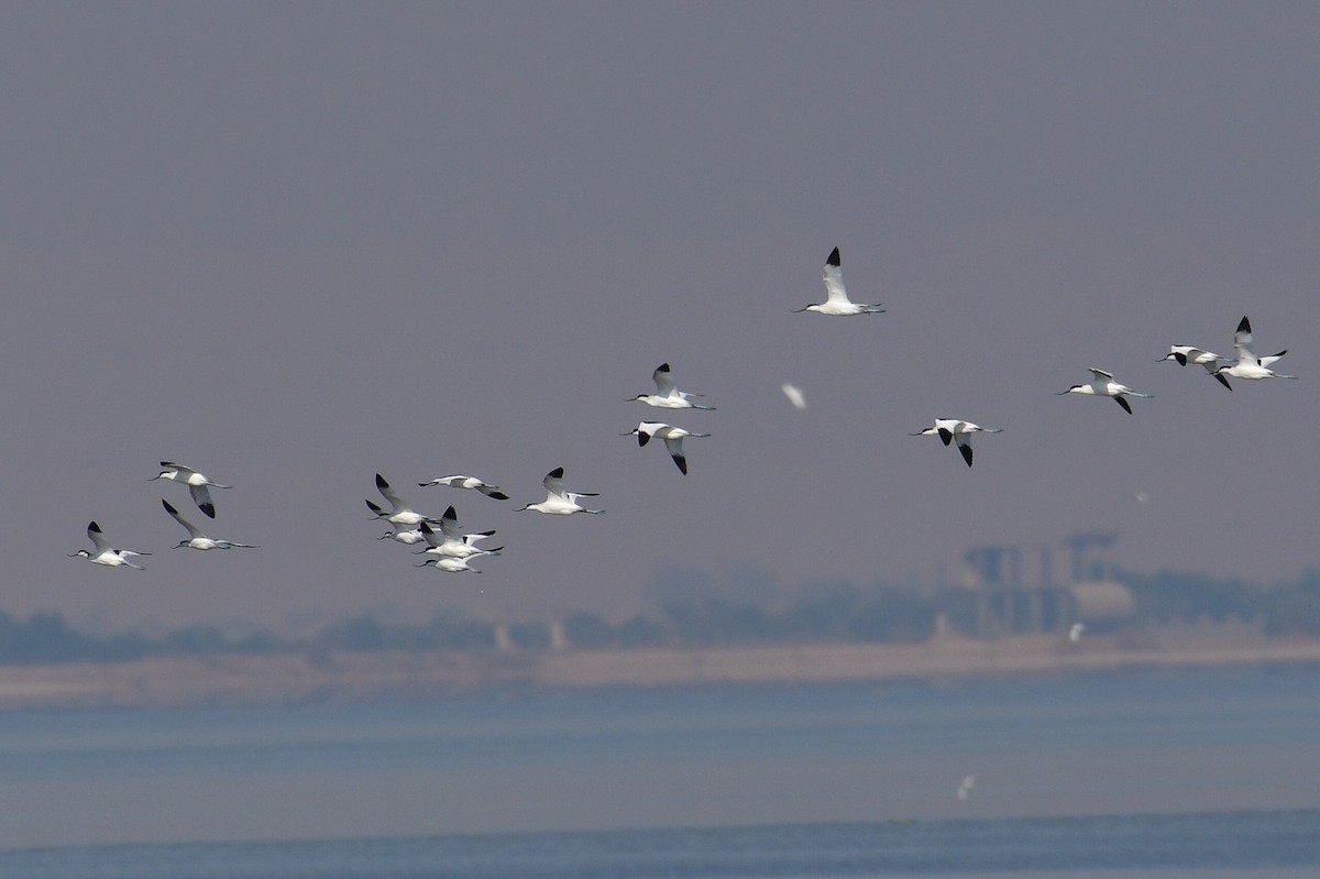 Pied Avocet - ML646714349