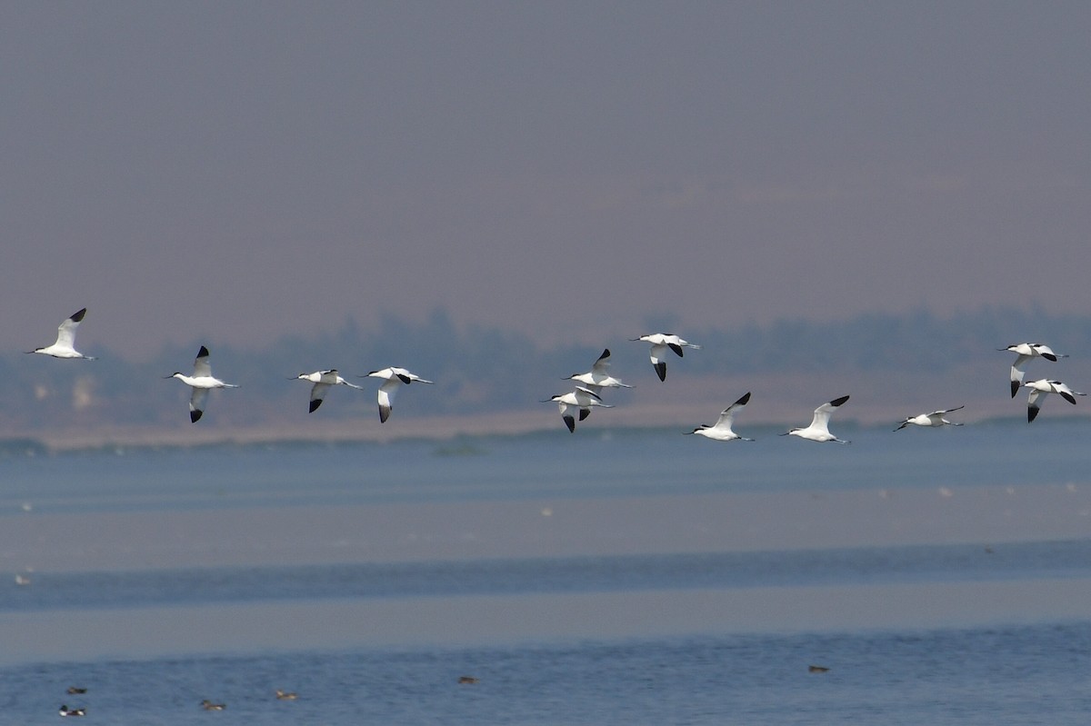 Pied Avocet - ML646714350