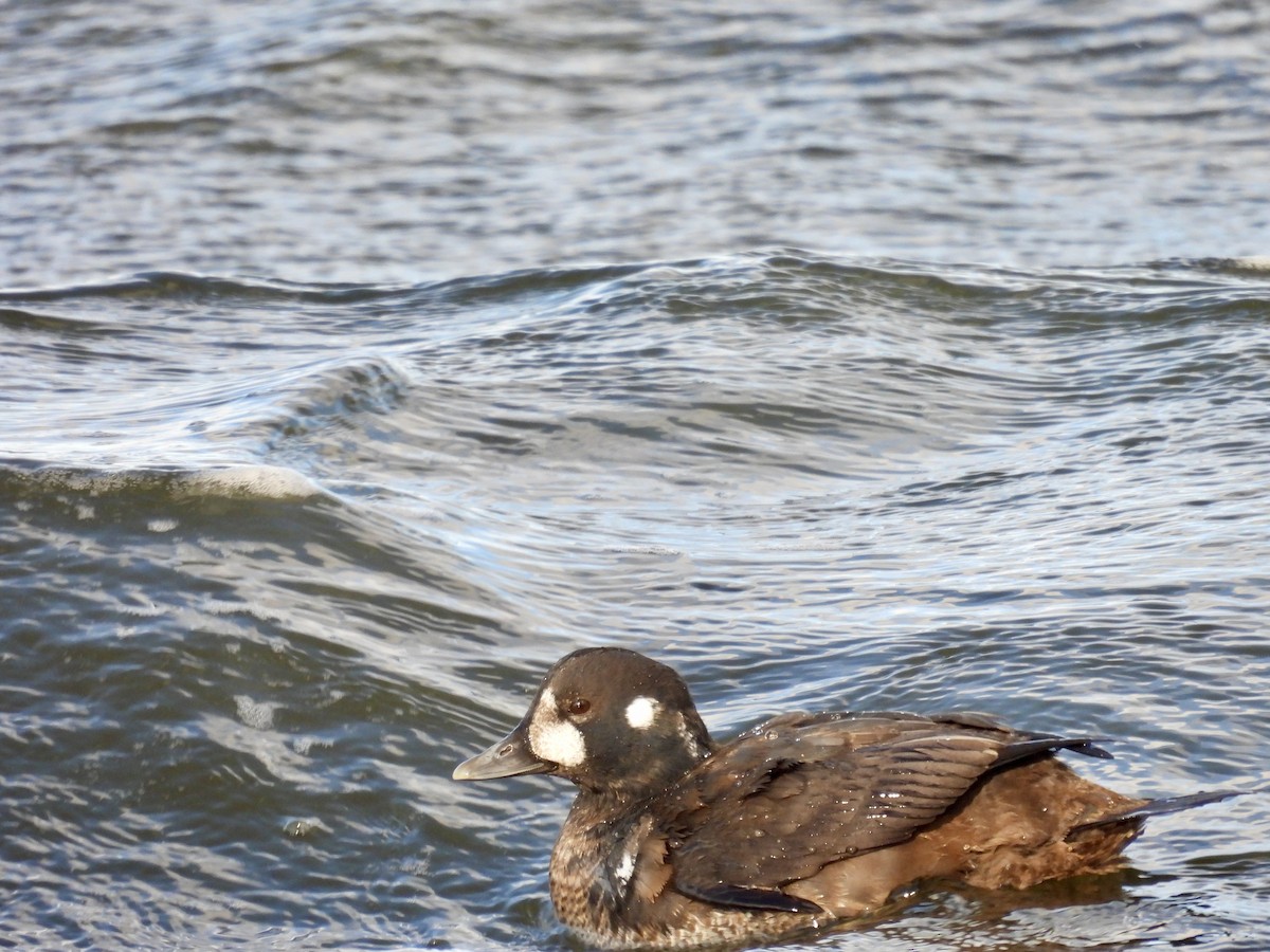 Harlequin Duck - ML646714351