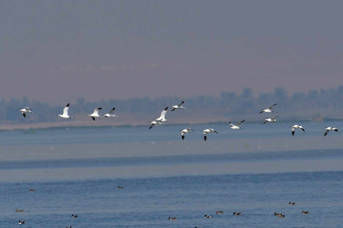 Pied Avocet - ML646714352