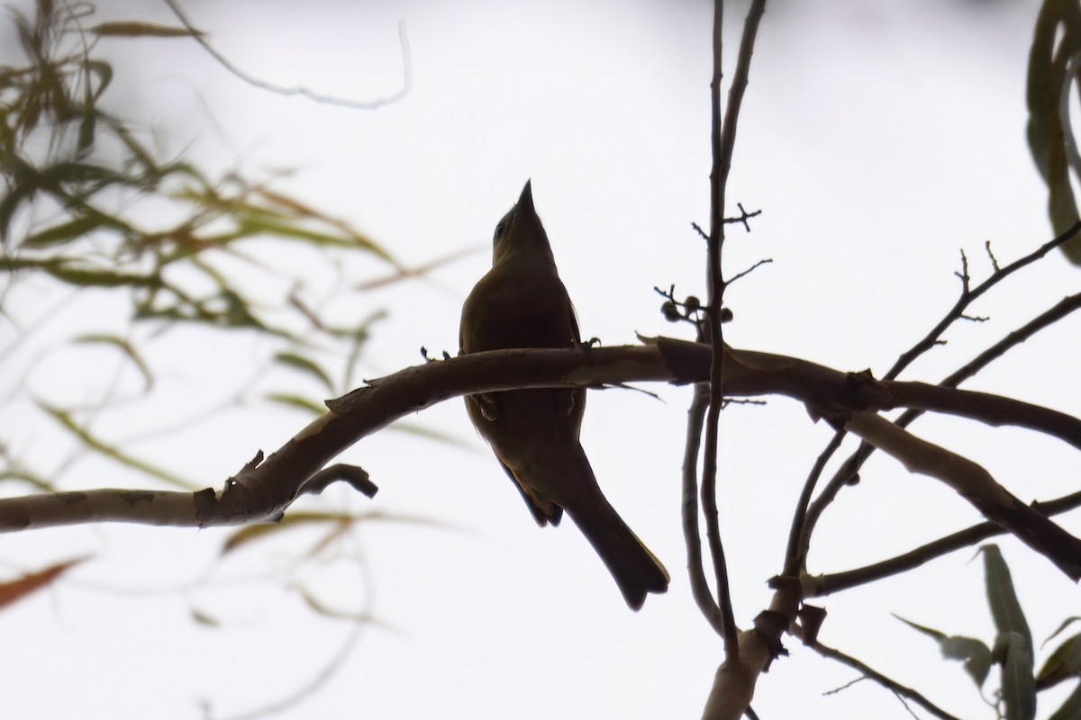 palmetanagar - ML646714353