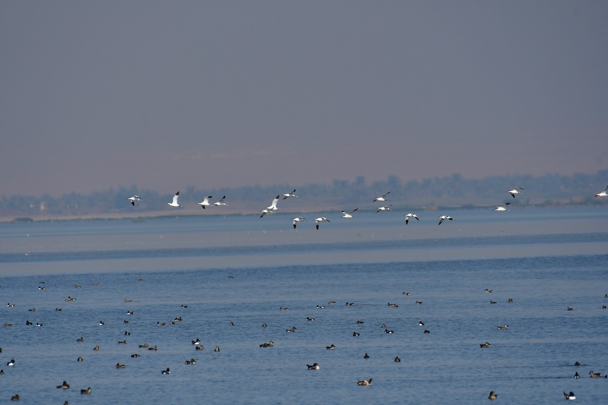 Чоботар синьоногий - ML646714354