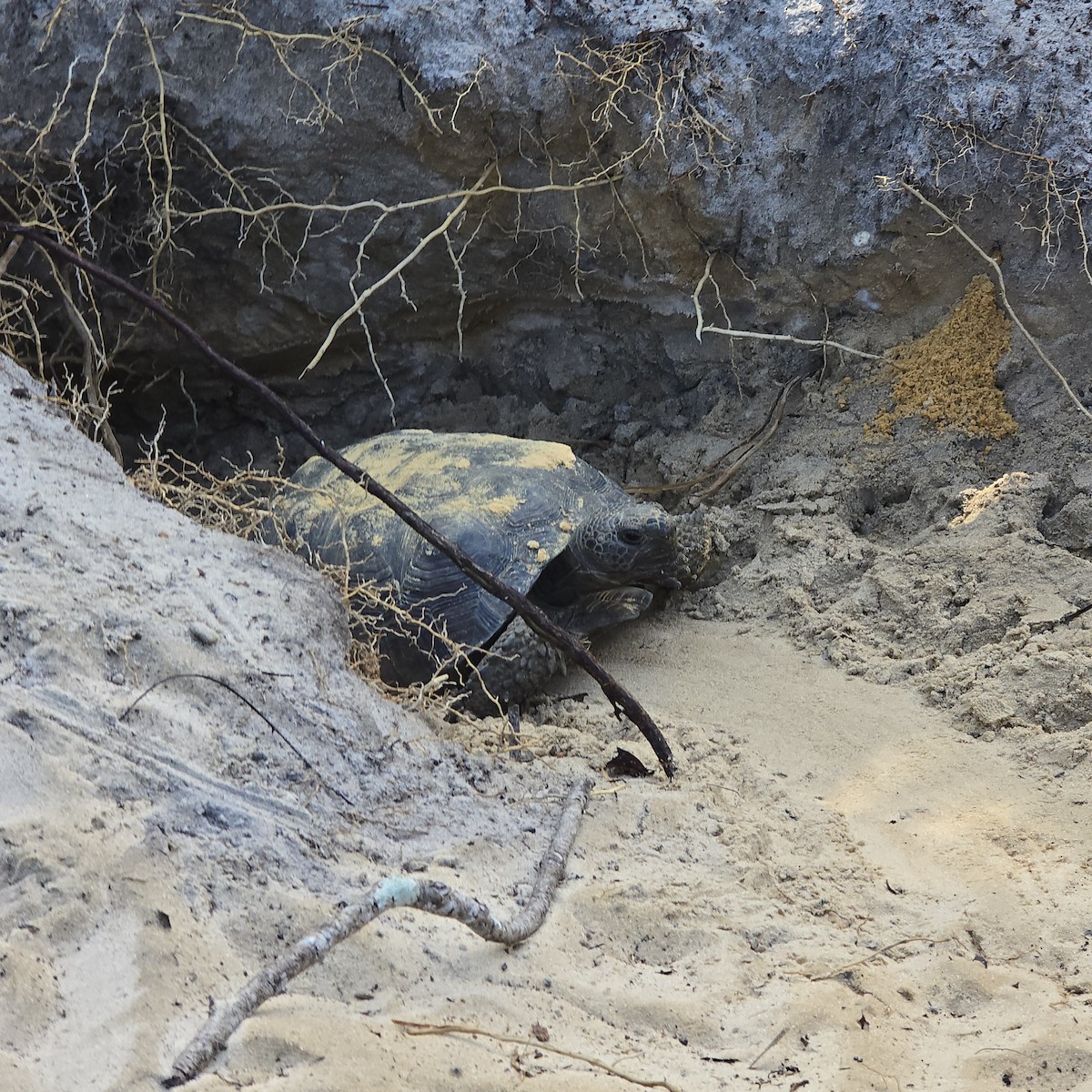 Animals - ML646714355