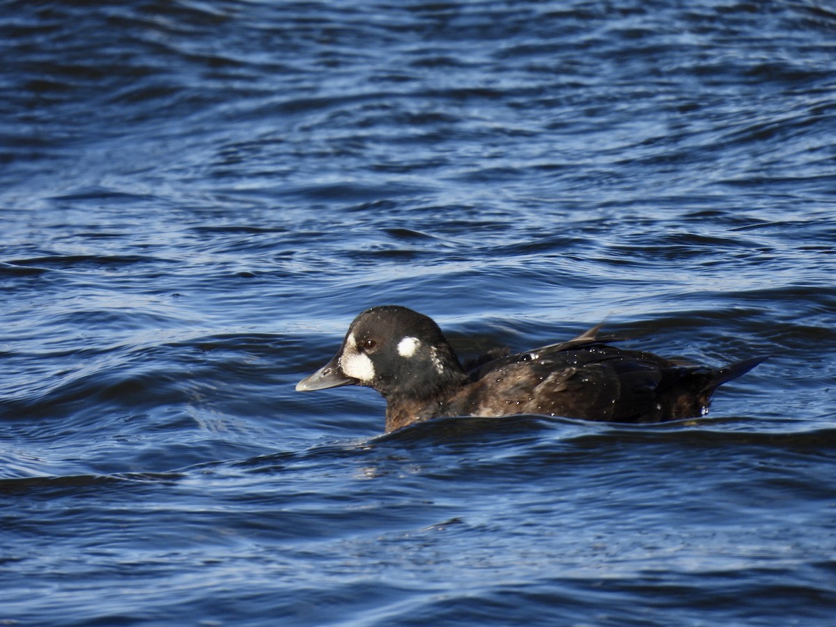 Harlequin Duck - ML646714356
