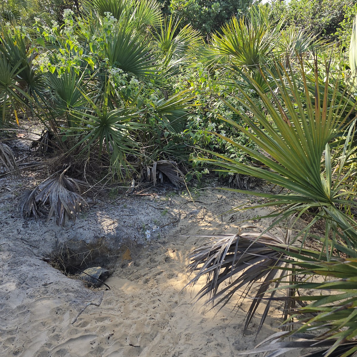 Animals - ML646714357