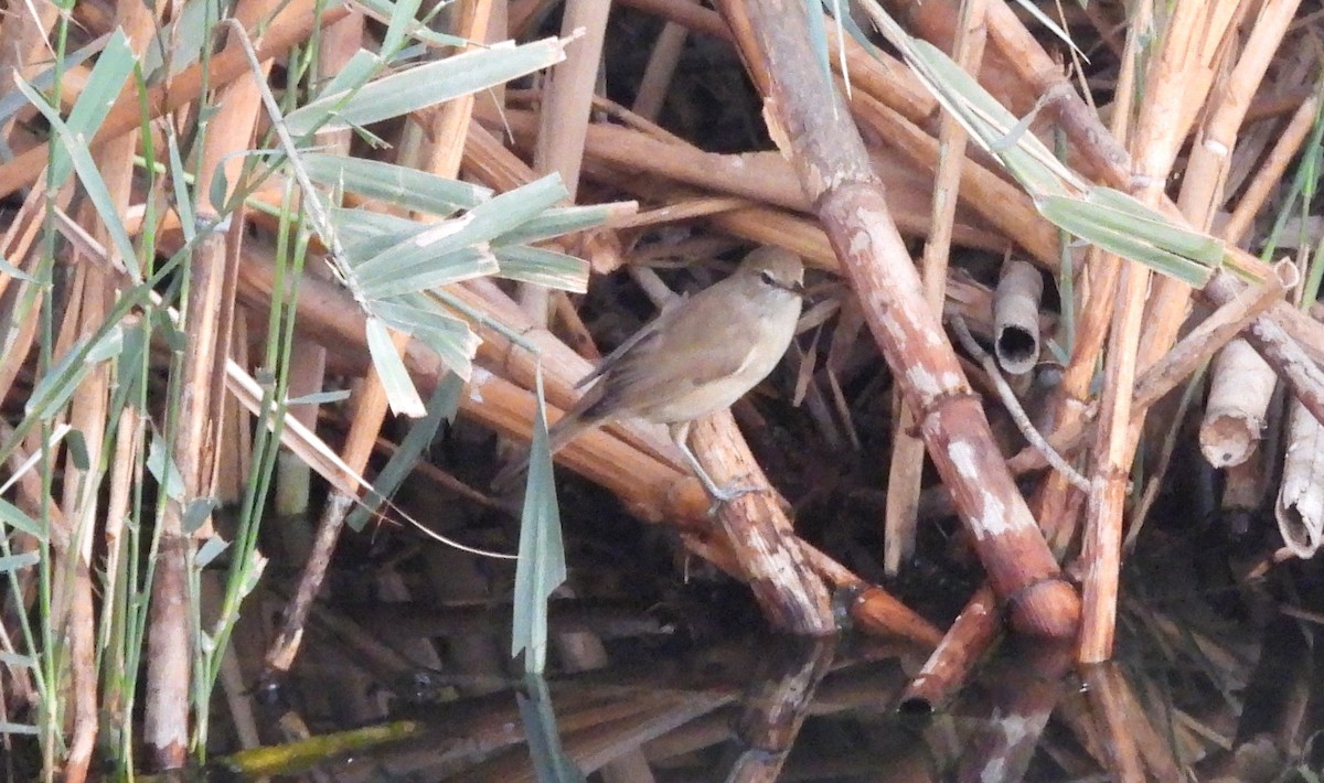 Clamorous Reed Warbler - ML646714358