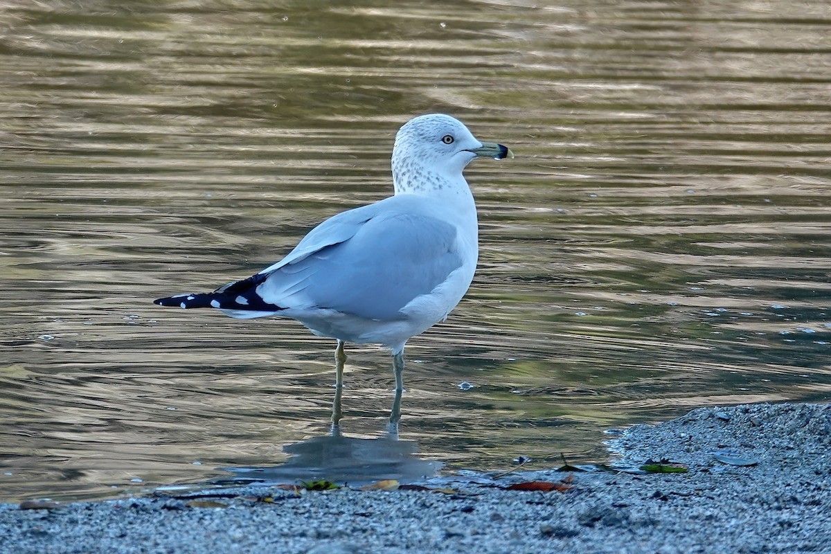 Ring-billed Gull - ML646714359