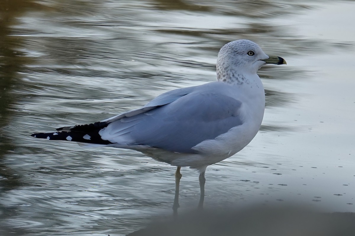 Ring-billed Gull - ML646714360