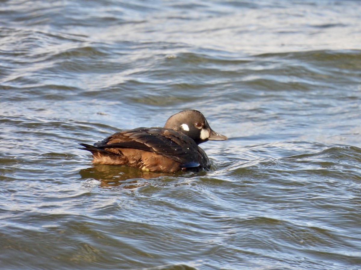 Harlequin Duck - ML646714361