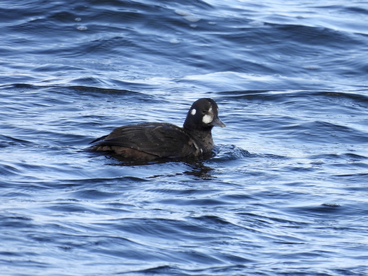 Harlequin Duck - ML646714365