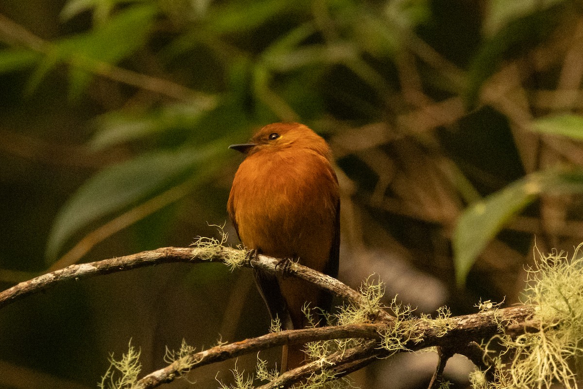 Zimttyrann (assimilis) - ML646714366