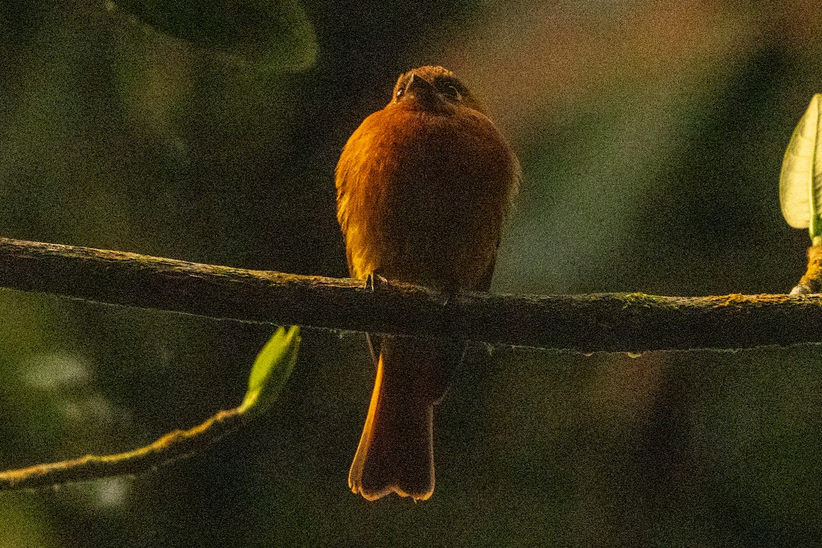 Zimttyrann (assimilis) - ML646714367