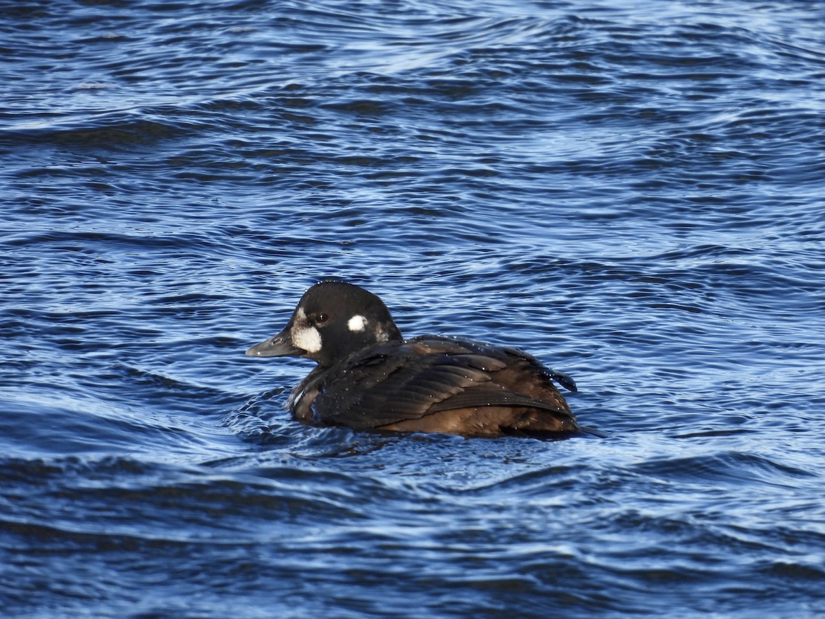 Harlequin Duck - ML646714368