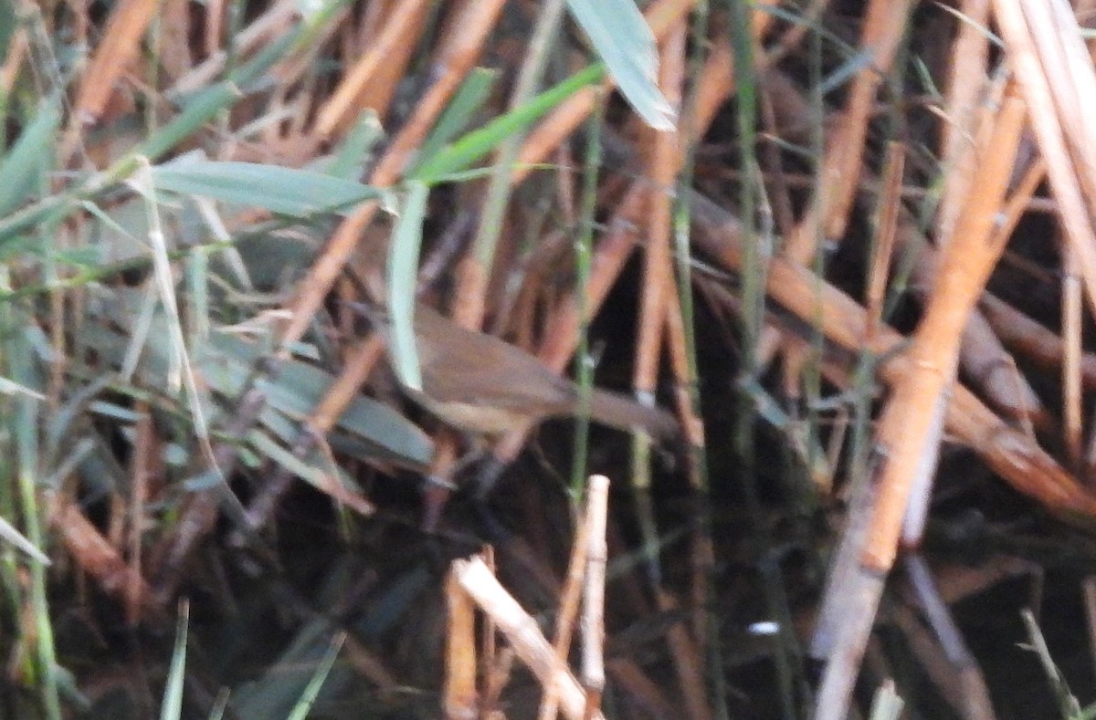 Clamorous Reed Warbler - ML646714369