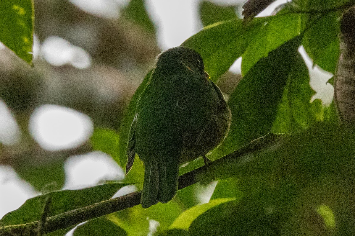 Goldbrustkotinga - ML646714370