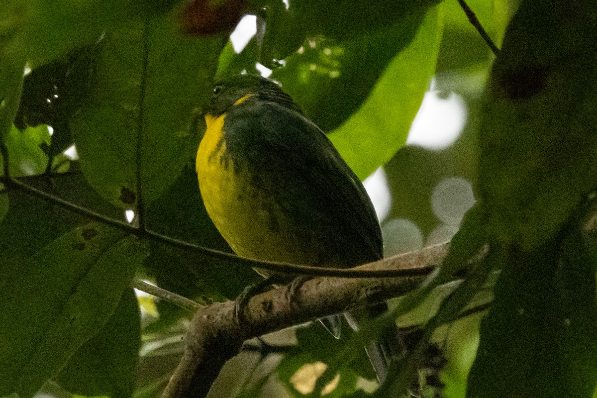 Goldbrustkotinga - ML646714371