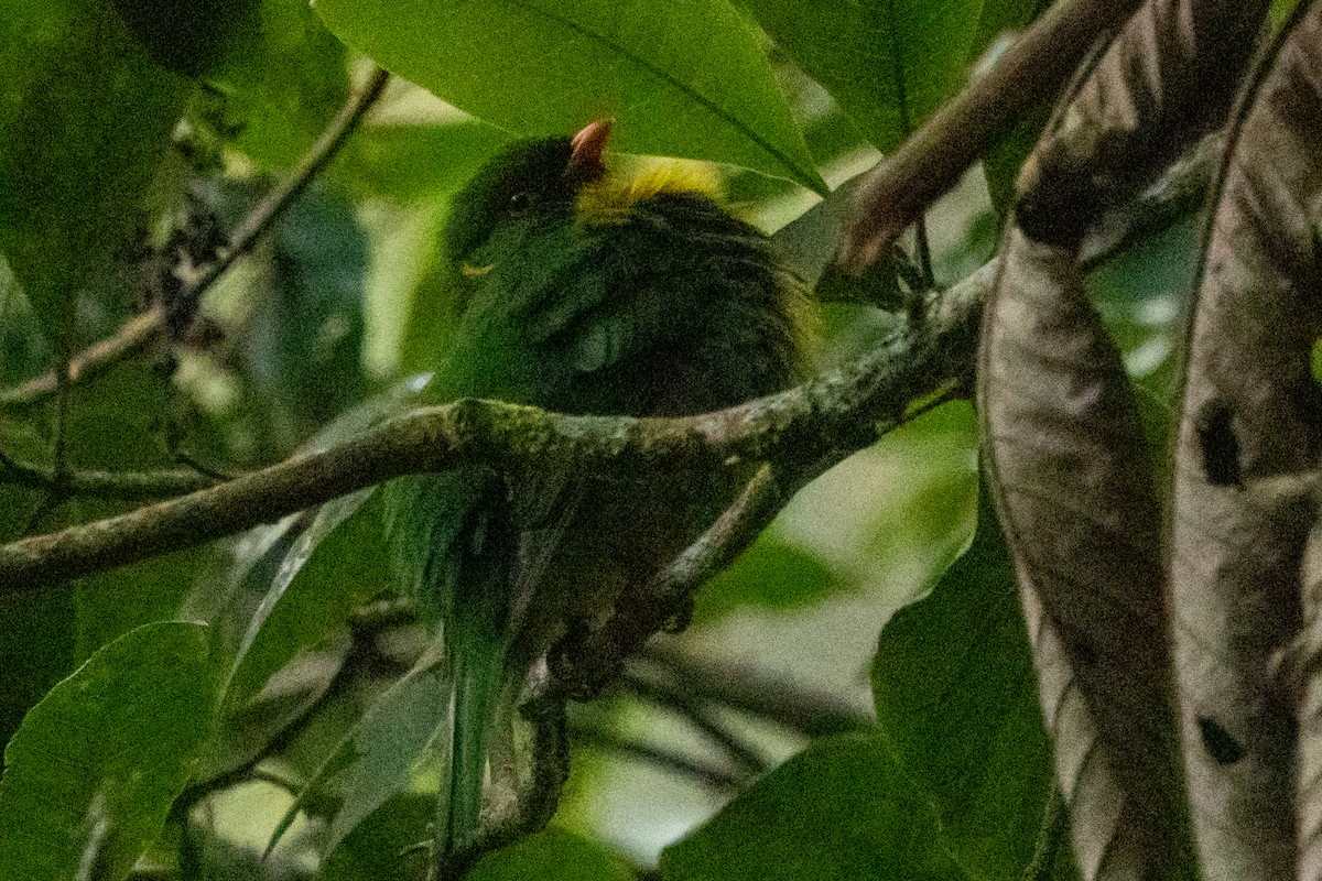 Goldbrustkotinga - ML646714372